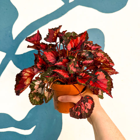 Begonia rex 'Inca Night'