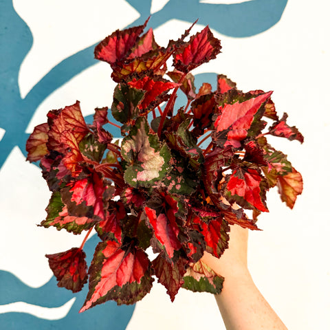Begonia rex 'Inca Night'
