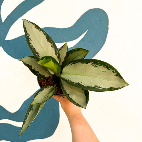 Aglaonema ‘Silver Blue’ – Chinese Evergreen