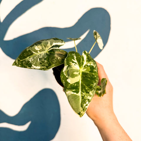 Alocasia micholitziana variegata 'Frydek'