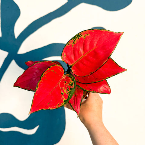 Aglaonema ‘Beautiful Red’ – Chinese Evergreen