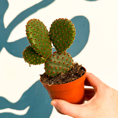 Hasenohrenkaktus - Opuntia microdasys rufida