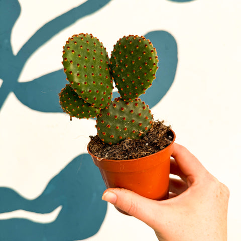 Hasenohrenkaktus - Opuntia microdasys rufida