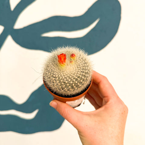 Parodia haselbergii – Scarlet Ball Cactus