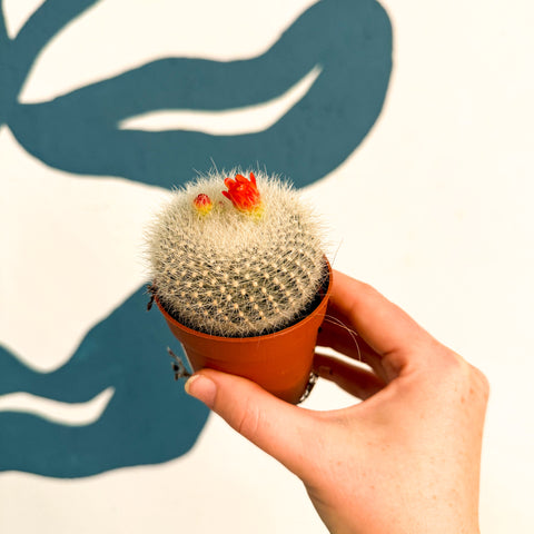 Parodia haselbergii – Scarlet Ball Cactus