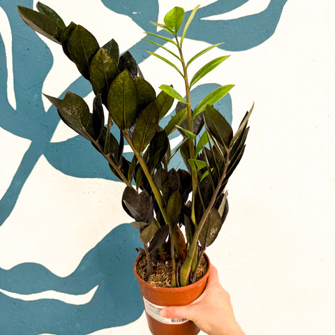 Zamioculcas zamiifolia 'Raven' - Schwarze Glücksfeder