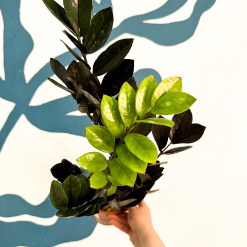 Zamioculcas zamiifolia 'Raven' - Schwarze Glücksfeder