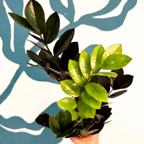 Zamioculcas zamiifolia 'Raven' - Schwarze Glücksfeder