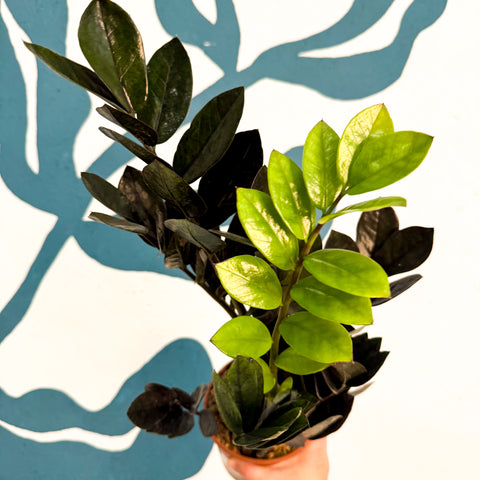 Zamioculcas zamiifolia 'Raven' - Schwarze Glücksfeder