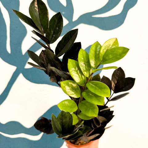 Zamioculcas zamiifolia 'Raven' - Schwarze Glücksfeder