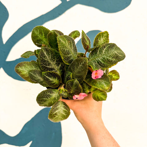 Episcia cupreata 'Neon Surprise' - Green Flame Violet