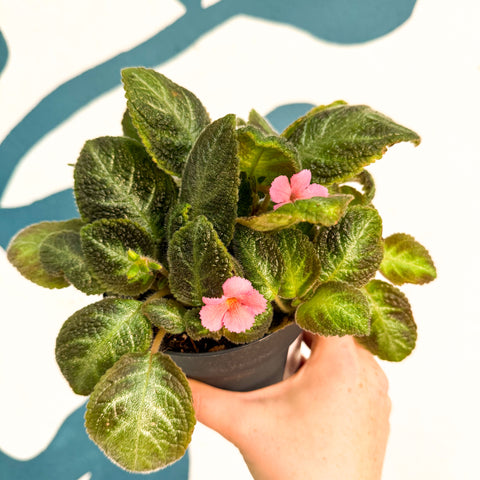Episcia cupreata 'Neon Surprise' - Green Flame Violet