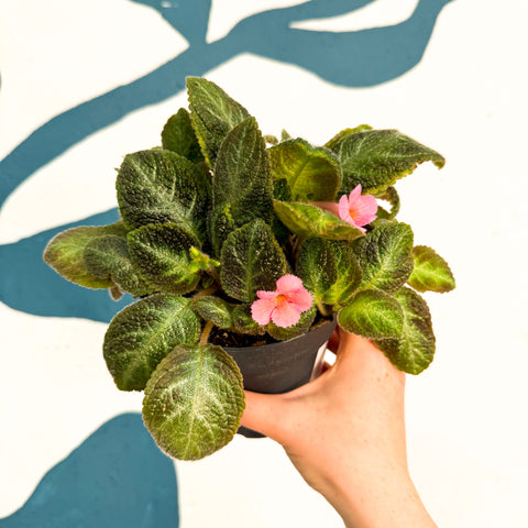 Episcia cupreata 'Neon Surprise' - Green Flame Violet