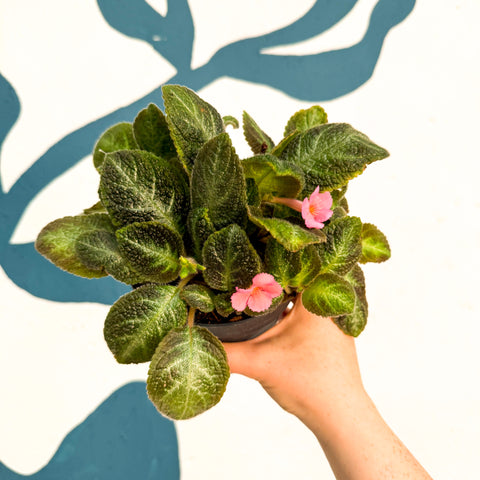 Episcia cupreata 'Neon Surprise' - Green Flame Violet