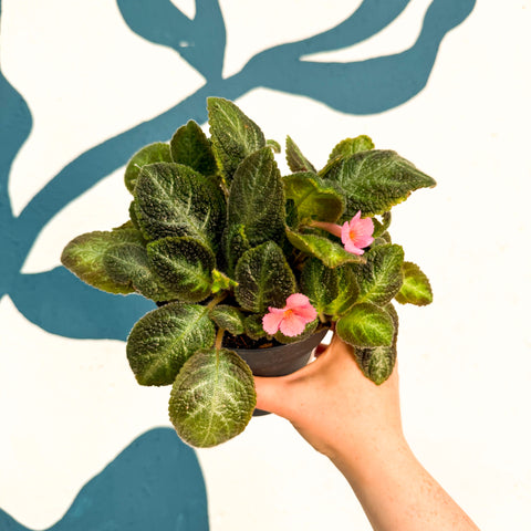 Episcia cupreata 'Neon Surprise' - Green Flame Violet