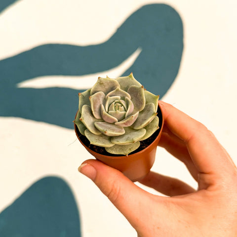 Echeveria 'Lola'