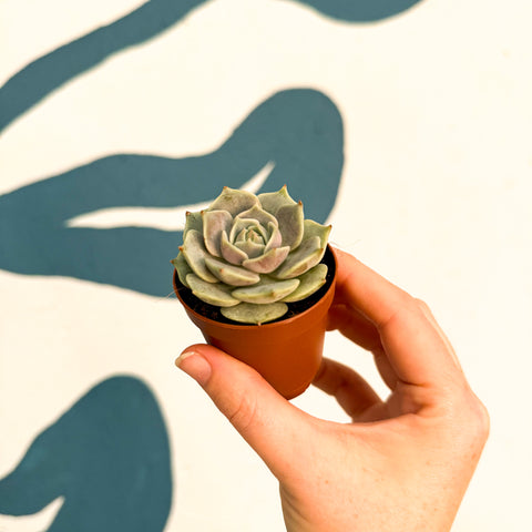 Echeveria 'Lola'