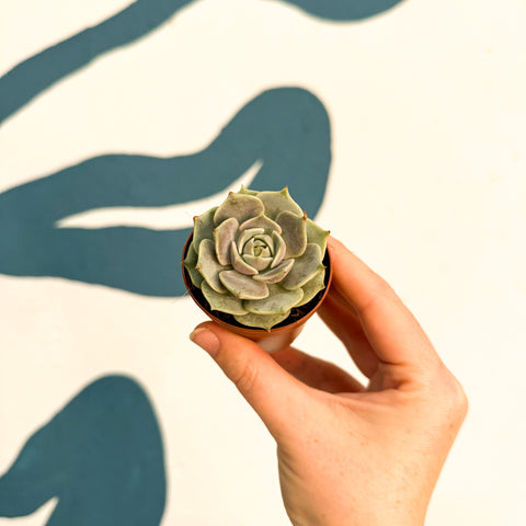 Echeveria 'Lola'