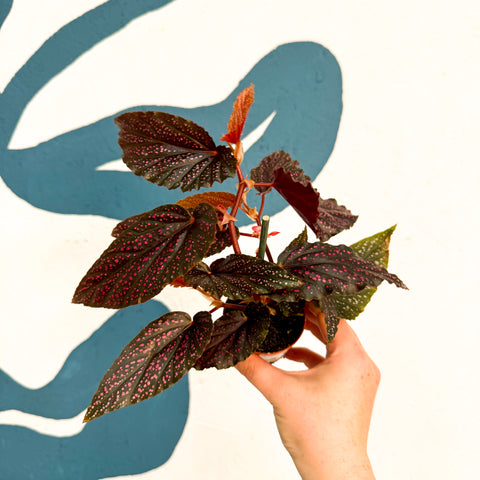 Begonia 'Pink Spot' - Rosa Polka Dot Begonie