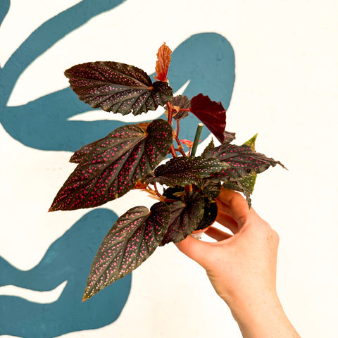 Begonia 'Pink Spot' - Rosa Polka Dot Begonie