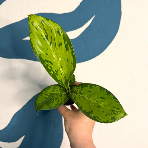 Dieffenbachia ‘Crocodile’ – Leopard Lily