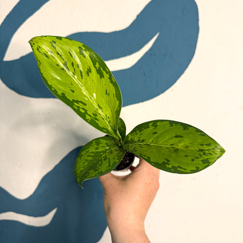 Dieffenbachia ‘Crocodile’ – Leopard Lily