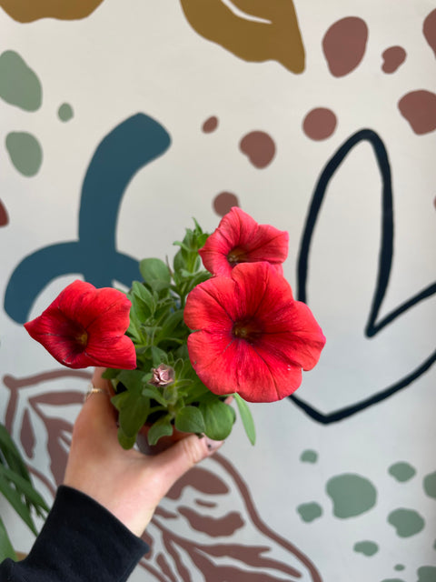 Petunia 'Sanguna Red' - British Grown
