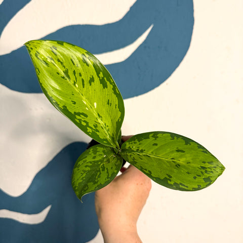 Dieffenbachia ‘Crocodile’ – Leopard Lily