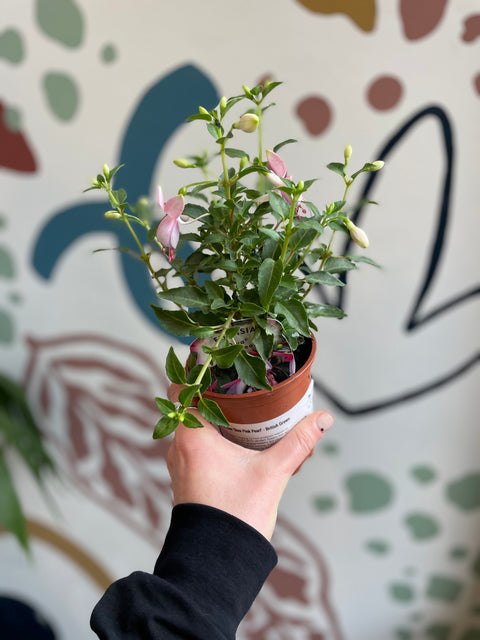 Fuchsia 'Diva Pink Pearl' - British Grown