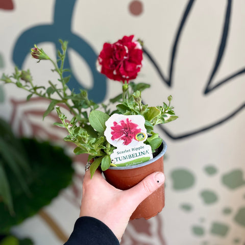Petunie ‘Scarlet Ripple Tumbelina’ – Britische Züchtung