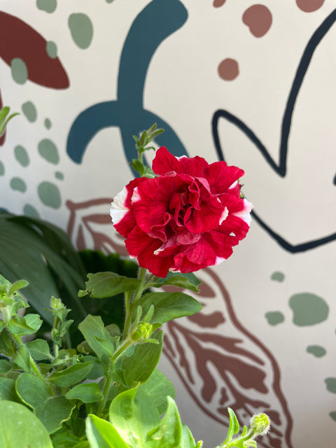 Petunie ‘Scarlet Ripple Tumbelina’ – Britische Züchtung