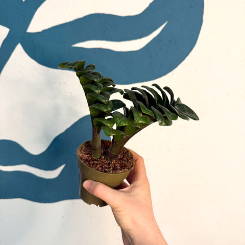 Zamioculcas zamiifolia 'Zenzi' – Glücksfeder