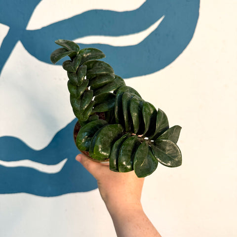 Zamioculcas zamiifolia 'Zenzi' – Glücksfeder