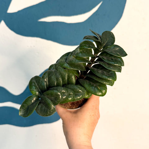 Zamioculcas zamiifolia 'Zenzi' – Glücksfeder