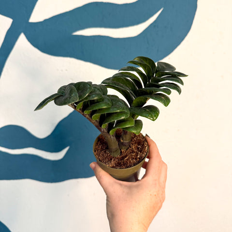 Zamioculcas zamiifolia 'Zenzi' – Glücksfeder