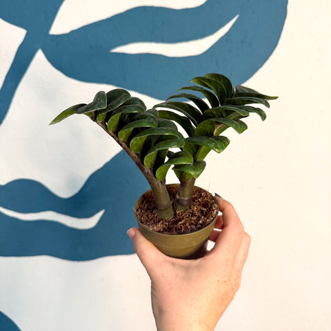 Zamioculcas zamiifolia 'Zenzi' – Glücksfeder