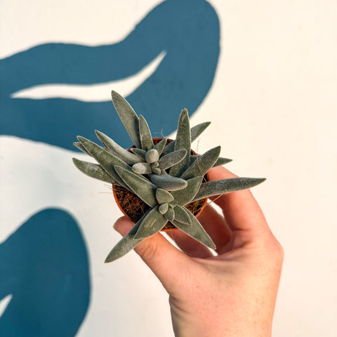Crassula 'Tarantula'