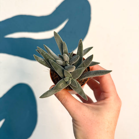 Crassula 'Tarantula'