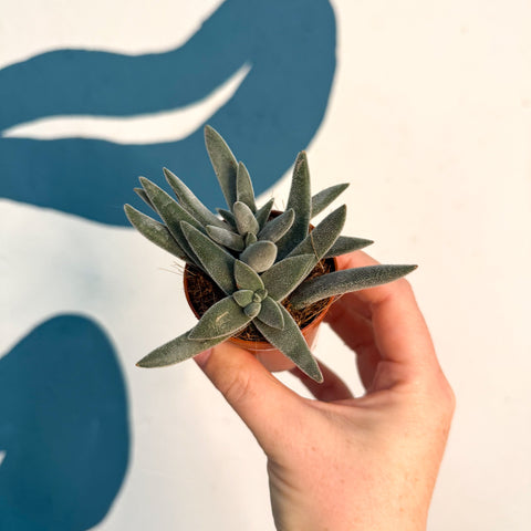 Crassula 'Tarantula'