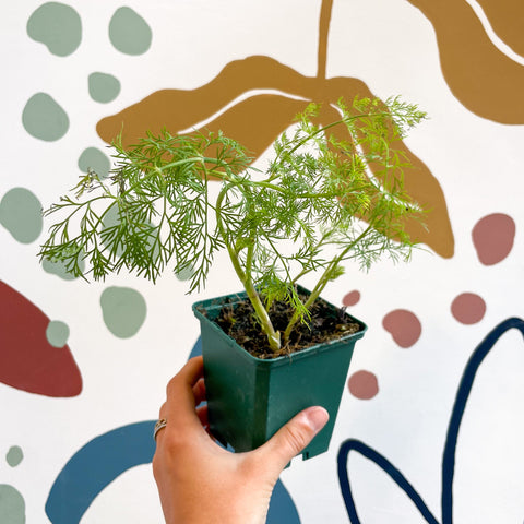 Anethum graveolens - Dill - Britisches Küchengewürzkraut