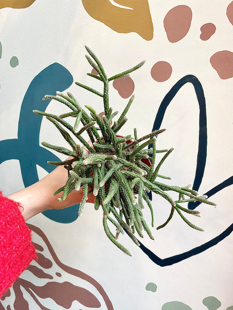 Rhipsalis baccifera subsp. horrida - Mouse Tail Cactus