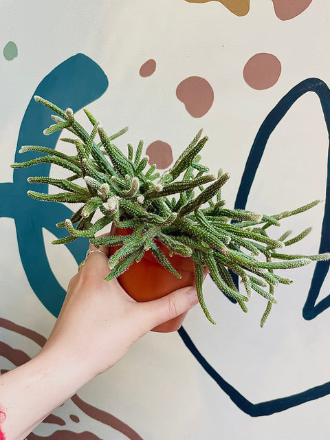 Rhipsalis baccifera subsp. horrida - Mouse Tail Cactus