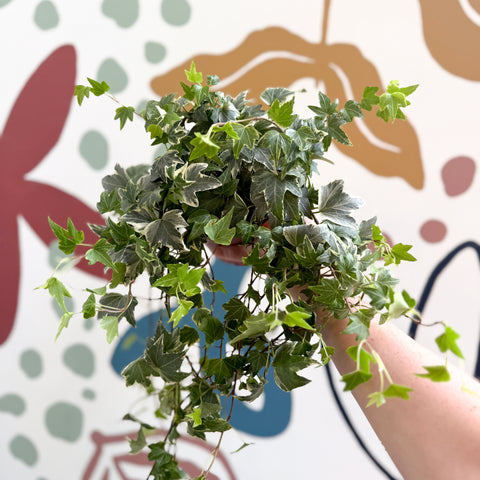 Hedera helix 'Bont' - Hiedra común