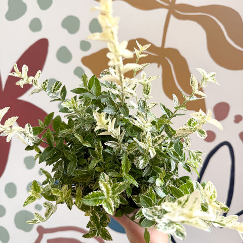 Euonymus fortunei 'Harlequin'