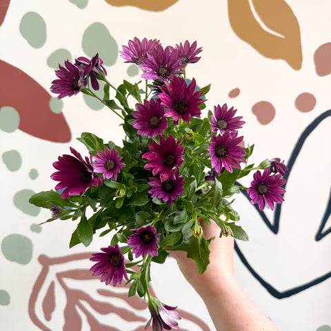 Osteospermum - Pink African Daisy