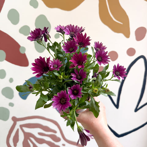 Osteospermum - Afrikanisches Gänseblümchen (Rosa)