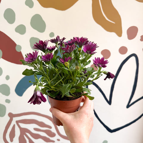 Osteospermum - Afrikanisches Gänseblümchen (Rosa)