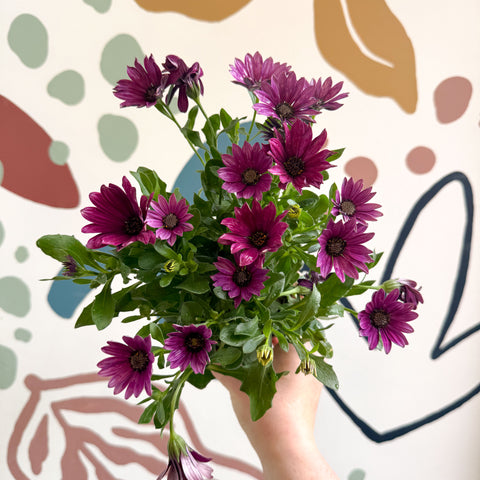 Osteospermum - Afrikanisches Gänseblümchen (Rosa)
