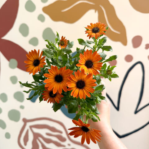 Osteospermum - Orange African Daisy
