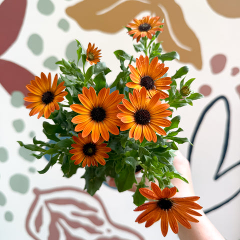 Osteospermum - Orange African Daisy